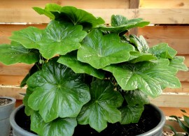 podophyllum pleianthum c